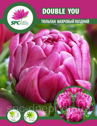 Тюльпан махровий пізній Double You