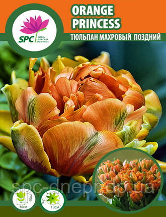 Тюльпан махровий пізній Orange Princess, фото 1