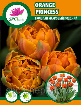 Тюльпан махровий пізній Orange Princess, фото 3