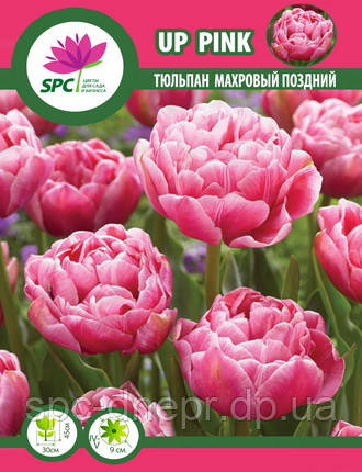 Тюльпан махровий пізній Up Pink