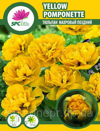 Тюльпан махровий пізній Yellow Pomponette