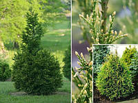 Туя західна 'Столвік' 3 річна Thuja occidentalis 'Stolwijk'