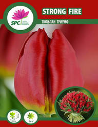 Тюльпан тріумф Strong Fire