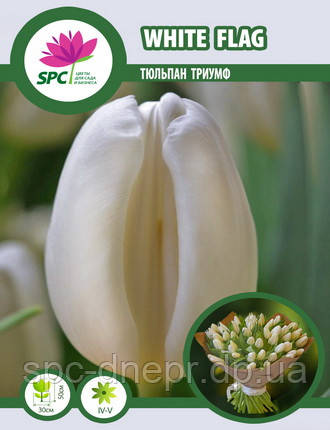 Тюльпан тріумф White Flag