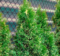 Туя западная 'Смарагд Вариегата' 3 года Thuja occidentalis 'Smaragd Variegatа'