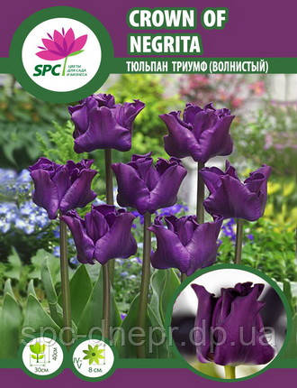 Тюльпан тріумф (хвилястий) Crown of Negrita, фото 1