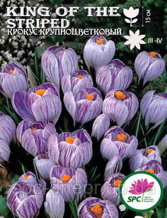 Крокус великобарвний King of the Striped, фото 1