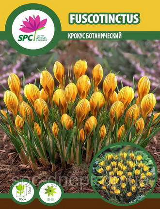 Крокус ботанічний Fuscotinctus, фото 3