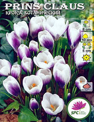 Крокус ботанічний Prince Claus