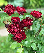Саджанці троянди  "Малікорн", фото 4