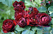 Саджанці троянди  "Малікорн", фото 3