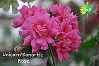 Пеларгония "Unicorn Zonartic Rose" №69