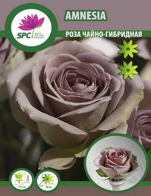 Троянда чайно-гібридна Amnesia, фото 2