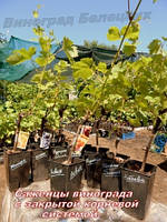 Шановні любителі винограду!Саджанці в контейнерах з закритою кореневою системою мають ціну +30 грн. до цінами ,вказаними на сайті на будь-які сорти! Дякуємо за розуміння і чекаємо Ваших пропозицій!!!