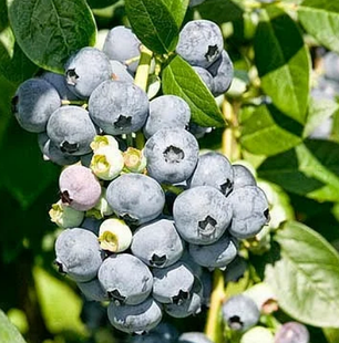 Лохина «Ерлі Блю» (Early Blue), 4-річна в горщику h-100-130см. кущ.,3-5 пагонів, фото 1