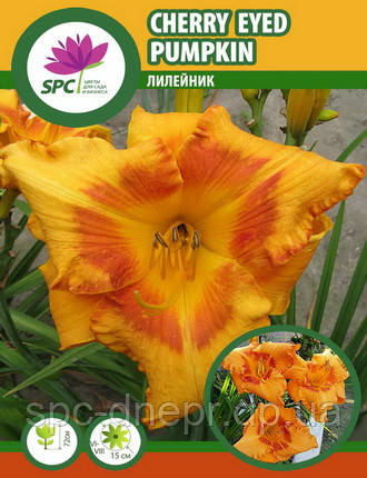 Лілейник Cherry Eyed Pumpkin