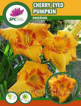 Лілейник Cherry Eyed Pumpkin, фото 3