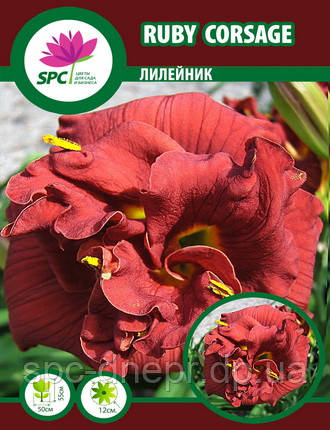 Лійник Ruby Corsage