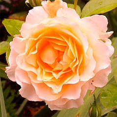 Троянда англійська "Екскалібур"