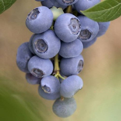 Лохина "Річка" 1.5 років горщик 1,1 л, h-30-50см. кущ.,2-3 втечі