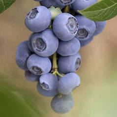 Лохина "Річка" 1.5 років горщик 1,1 л, h-30-50см. кущ.,2-3 втечі