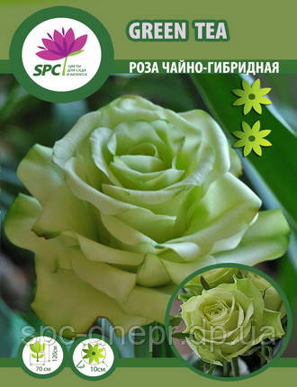 Троянда чайно-гібридна Green Tea, фото 2