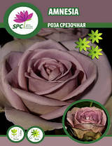 Троянда чайно-гібридна Amnesia, фото 3