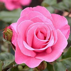 Саджанці троянд сорт Троянда Marco (Марко)