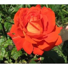 Саджанці троянд сорт Angelique (Анджелі)