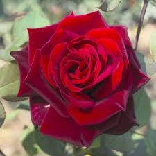 Саджанці троянд сорт Гран Прі, фото 2