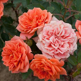Саджанці бордюрної троянди Нінетта (Ninetta, Honeybun)