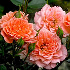 Саджанці бордюрної троянди Нінетта (Ninetta, Honeybun), фото 2