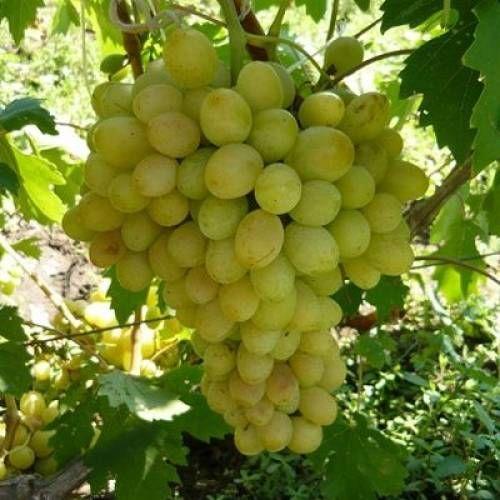 Саджанці винограду сорт Благовіст