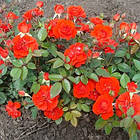 Саджанці мініатюрної троянди Оранж Санблейз (Orange Sunblaze), фото 3