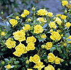 Саджанці мініатюрної троянди Перебудова (Perestroika), фото 2