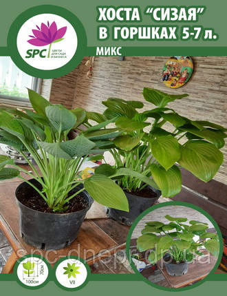 Хоста "Сизе листя" мікс, фото 1