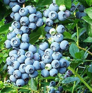 Саджанці лохини Блюкроп (Bluecrop) 4 річні, конт. 20 л, фото 2