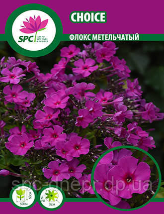 Флокс метильчастий Choice