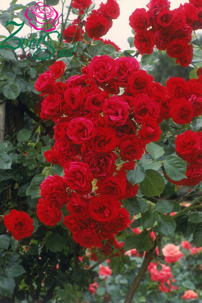 Троянда плетиста сорт «Naheglut»