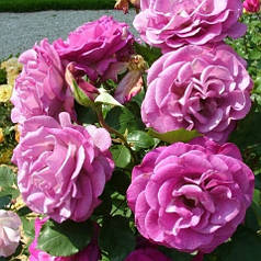 Троянда плетиста Violette Parfumе