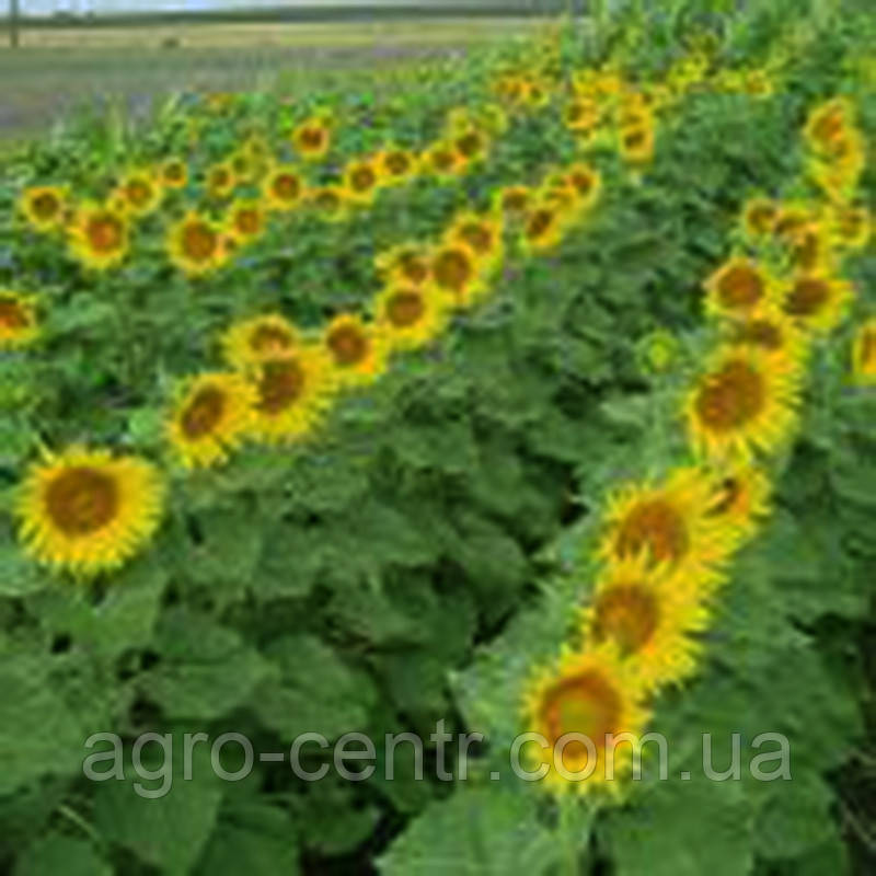 Насіння соняшника Ліміт (під Євролайтинг)