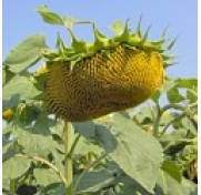 Насіння соняшника Агат 7+расс, аналог Белла (стійка до зарази)