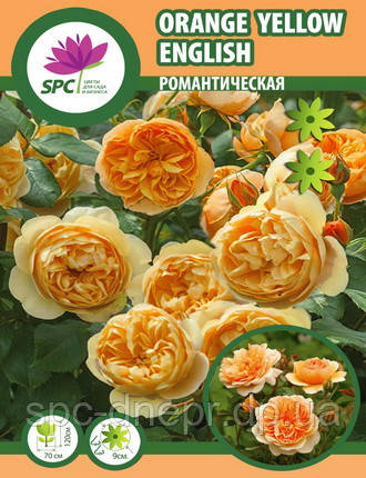 Троянда романтична Orange Yellow English, фото 2