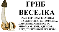 Гриб веселка сухий, 30 пакетиків по 1 г