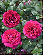 Саджанці троянди "Белівія", фото 2