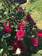 Саджанці троянди "Белівія", фото 4