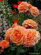 Саджанці троянди "Бельведер", фото 2