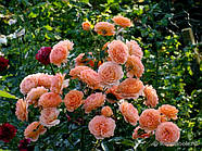 Саджанці троянди "Бельведер", фото 3