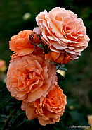 Саджанці троянди "Бельведер", фото 5