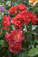 Саженцы розы "Синко де майя"